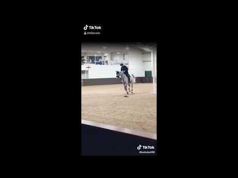 TikToks for Showjumpers