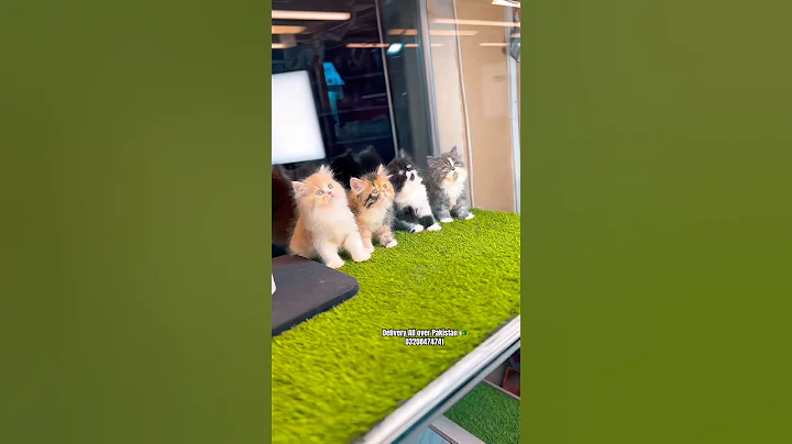 Video 11482451: persian cats kittens kitty, persian cat kitten pet, persian kitten kitty cute, cutest persian cat, persian kittens home