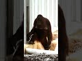 The Orangutans Sari and Kendari Went for a Walk#shorts#orangutans#funnyvideo#funnyanimals
