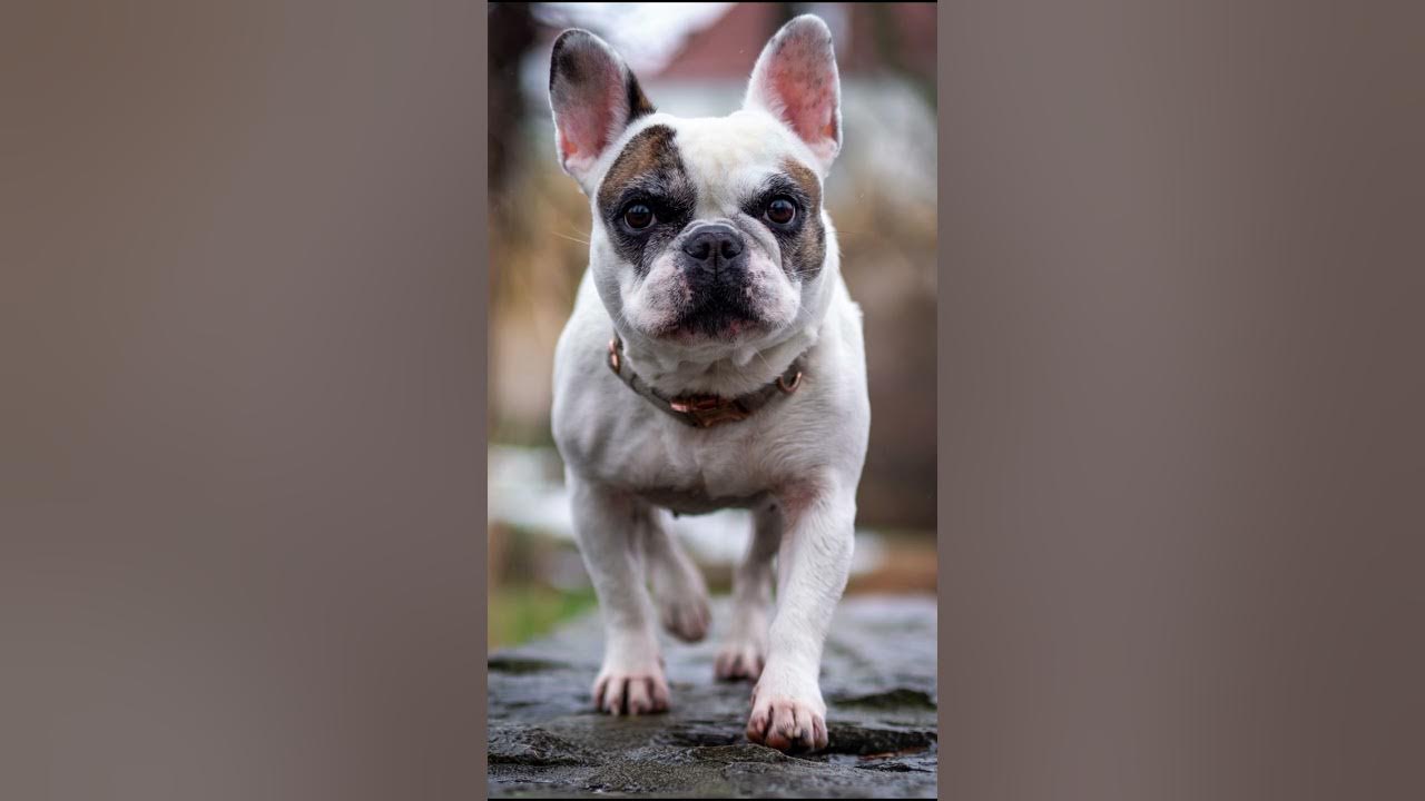 😱 Unleashing the Untold Secrets of French Bulldogs! 😮 You Won't Believe