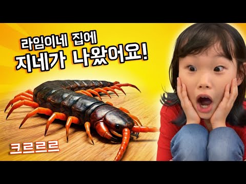 라임이네 집에 지네가 나타났다! 😱 일상 브이로그 vlog |  먹방과 벌레 퇴치 | centipede eradication campaign 라임튜브 | LimeTube