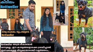 നല്ല കാവൽ നായകൾ |rottweiler Kerala || rottweiler dog malayalam | Rottweiler Care Malayalam
