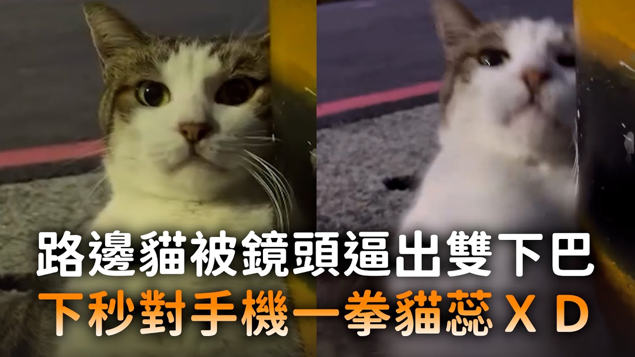 路邊貓被鏡頭逼出雙下巴　下秒對手機一拳貓蕊XD