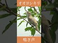オオヨシキリの鳴き声 | さえずり | 野鳥動画図鑑 #shorts