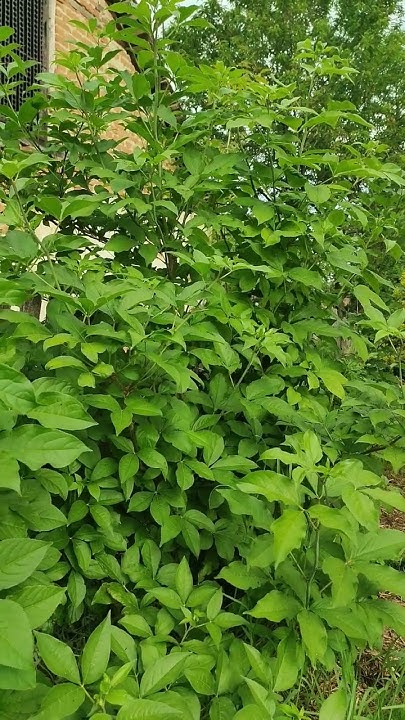 Растение родственник Женьшеня #garden #женьшень #природа - YouTube