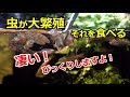 水槽に虫が大繁殖!その虫をお魚が食べる!【アクアリウム】