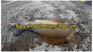 Squid fishing || Effective tips for squid fishing
