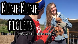 Kune Kune Piglets - BACON SEED ID | Front Porch Catholic