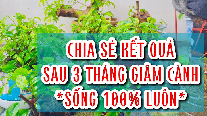 So sánh sự xuất hiên callus ở các cành giâm năm 2024