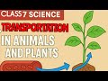 Class 7 Science chapter 7 Transportation in animals and plants/Transportation in plants