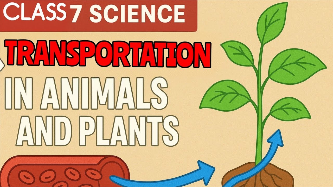 Class 7 Science chapter 7 Transportation in animals and plants ...