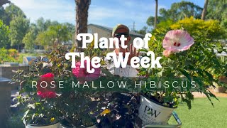 PLANT OF THE WEEK | HIBISCUS ROSE MALLOW | PROVEN WINNERS SUMMERIFIC VARIETY