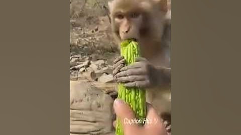 monkey taste bitter gourd