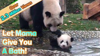 Panda Mom Forces Her Babe To Take A Bath | iPanda