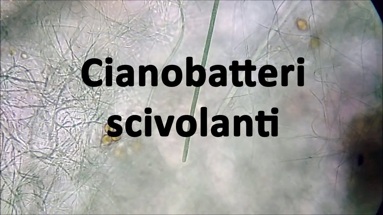 Cianobatteri scivolanti 🔬 - Cyanobacteria