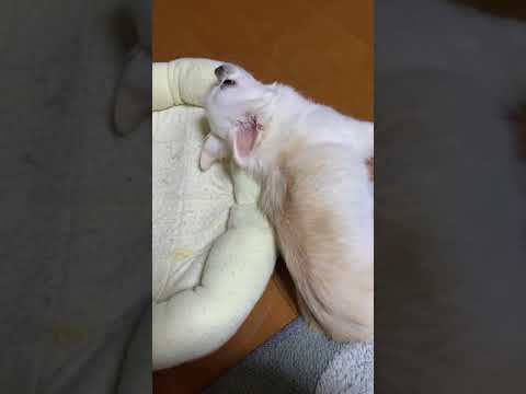 回覧注意 犬の心臓病からの肺水腫呼吸困難 Youtube 回覧注意 犬の心臓病からの肺水腫呼吸困難 Youtube