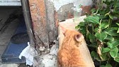 天然素材 スネールホイホイ結果wアクアリウム Youtube