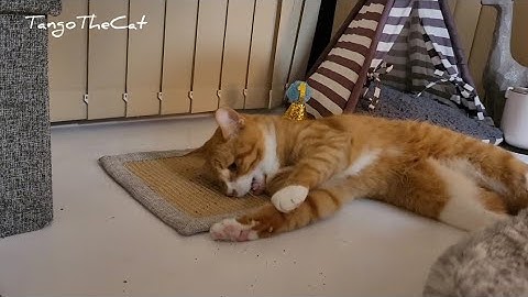 Cat tries catnip for the first time