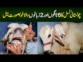 6 Legs or 2 Zuban Wala Shero Bail - 7 Lakh Rupee Ka Best Cholistan Bail For Qurbani in Pakistan