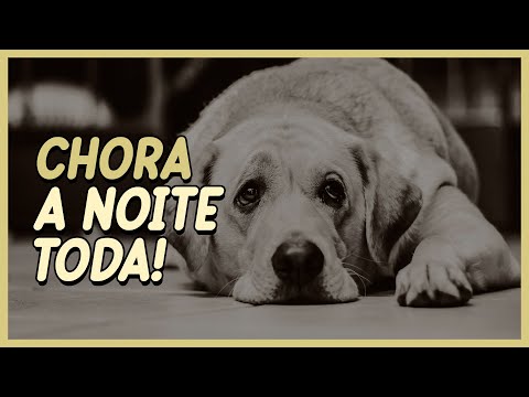 Vídeo: Por que os cães choram à noite?