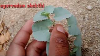 Gadidhi Gadapa Chettu