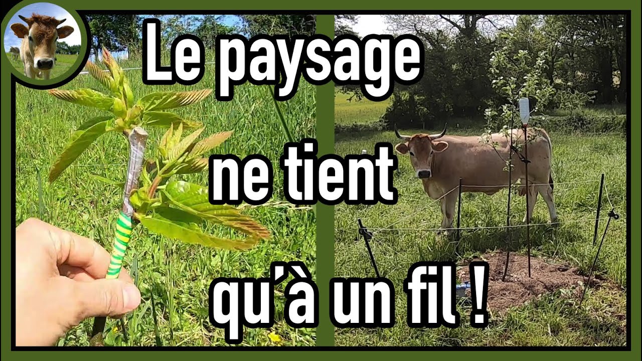 Amélioration de la greffe du châtaignier au Buddy Tape + Faire