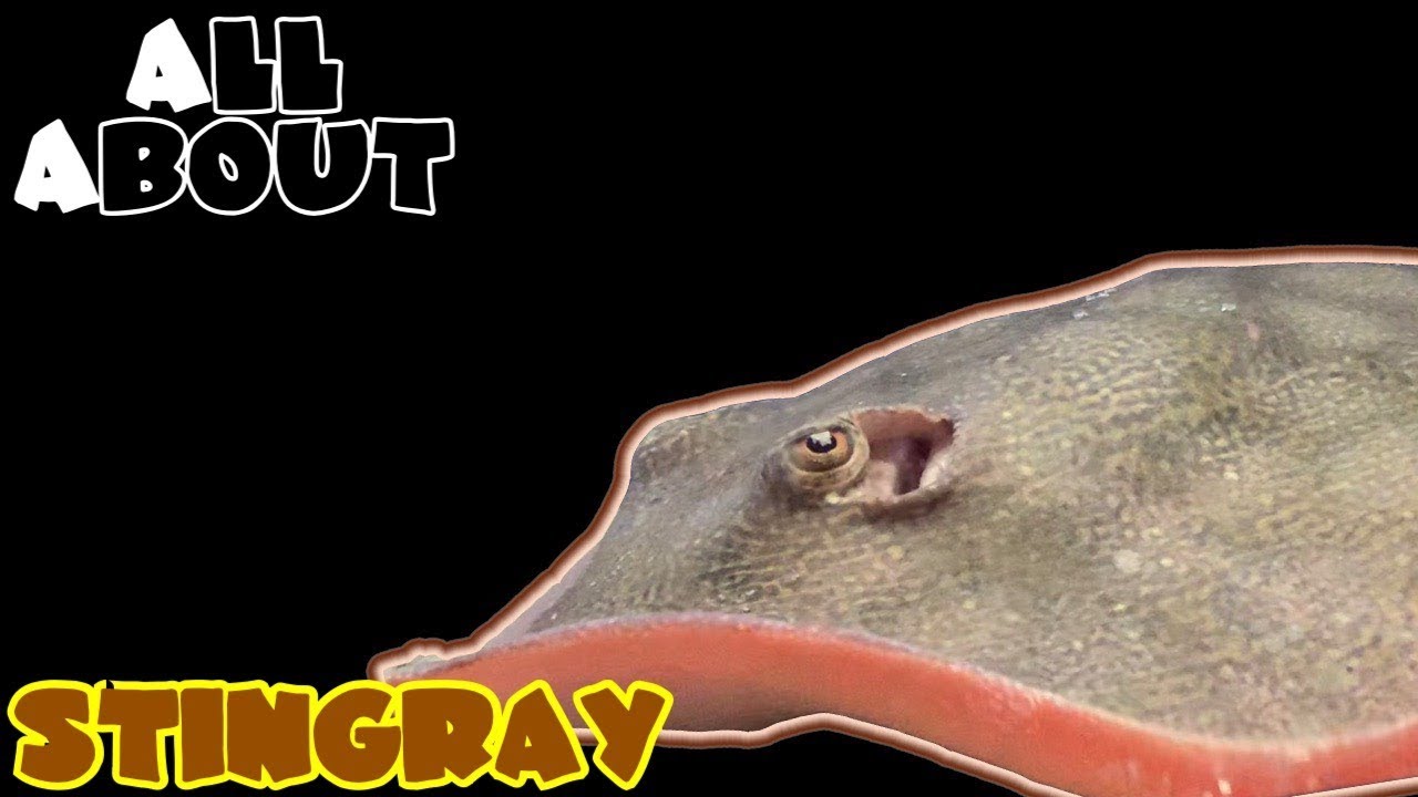 All About The Round Stingray
