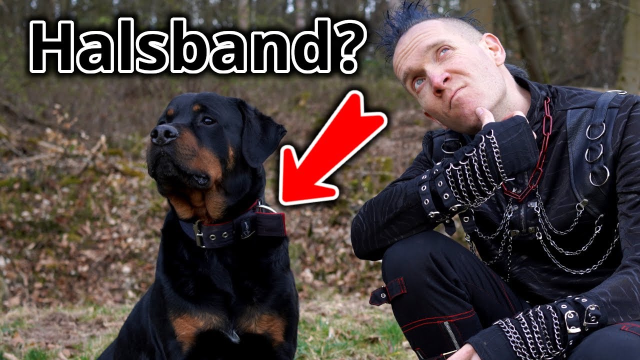 Das beste Halsband fr Deinen Hund... - oder doch lieber ein Geschirr?