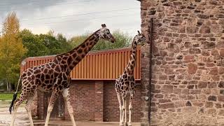 Giraffes in Enclose at Chester Zoo