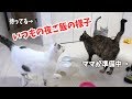 いつもの猫4匹の夜ご飯の様子