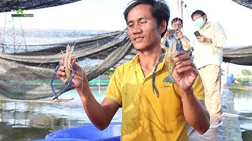 Biến vùng đất sa mạc thành ao nuôi tôm càng xanh ở Ninh Thuận