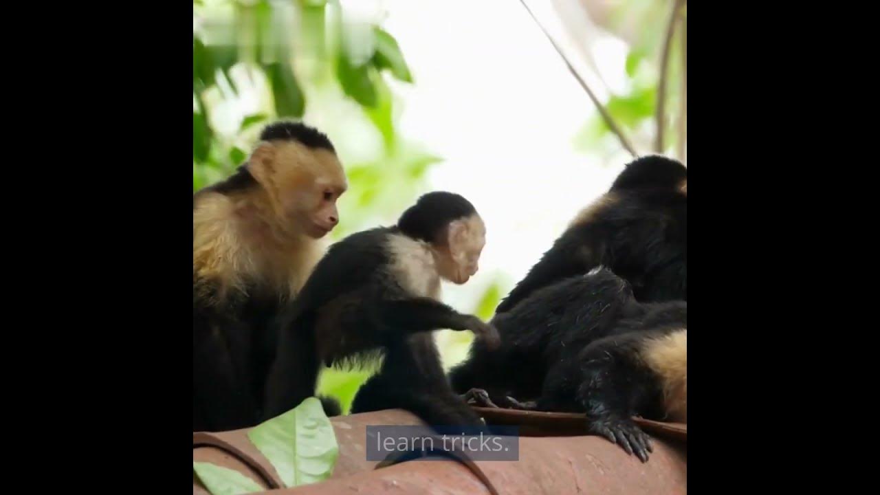 Capuchin Monkeys: Smartest Monkeys in the World? #shorts #shortvideo #