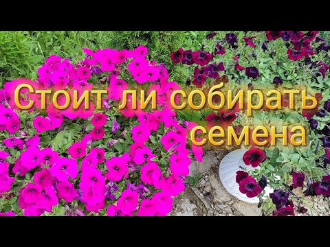 🌺Петуния. Собирать семена или нет.Ответы на вопросы. 🌺