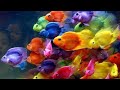 10 Most Colorfull Freshwater Fish For You Aquarium | Leader Cool Review #04