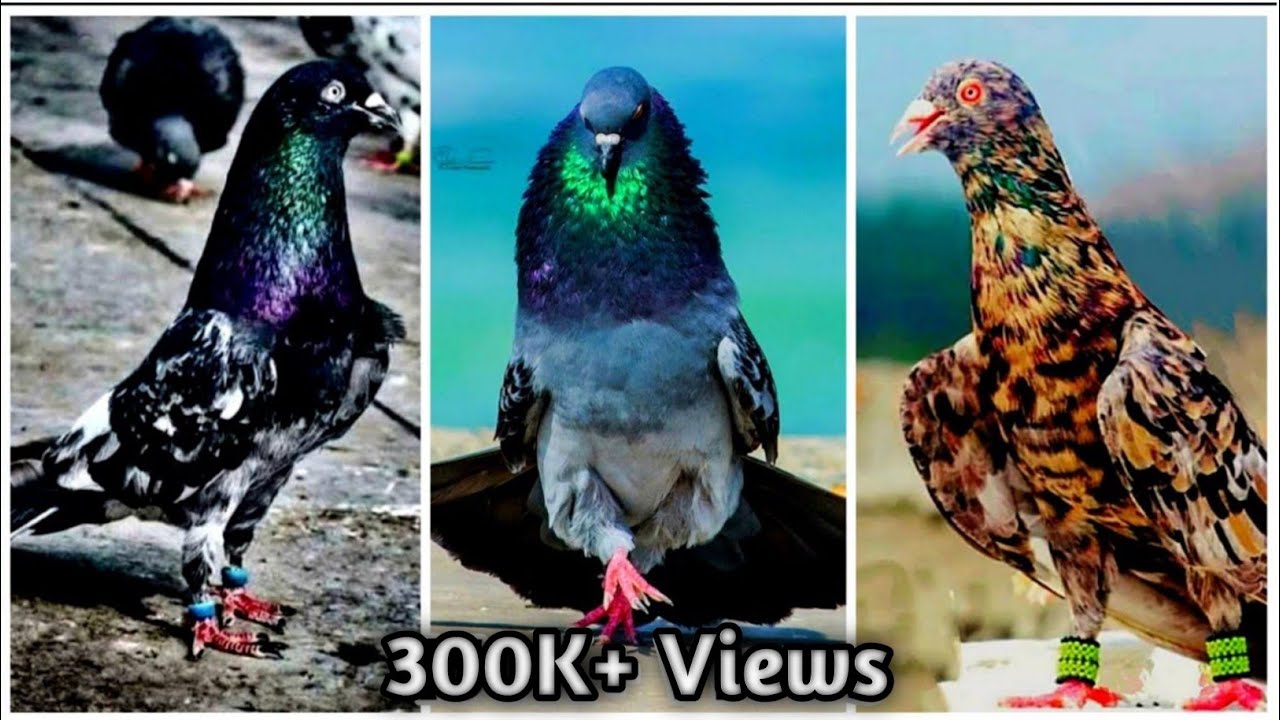 Kabootar ki video ❤ | Kabutar status ⚡| TikTok Pigeons😍 | Kalsira kabootar | Sadiq Saifi Pigeons