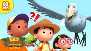 ¡LAS AVES MÁS GRANDES!  ¡Cigüeñas, faisanes, emúes y más!  | Leo, El Explorador | Animación