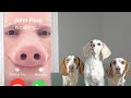 Dogs figure out why john pork is calling funny dogs maymo potpie  indie