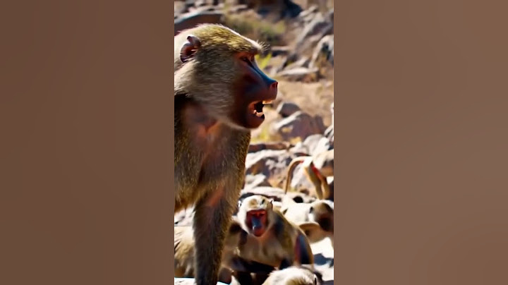 شاهد ترند السعودية الجديد حرب بين قرود ابها وقرود الطاىف 😀