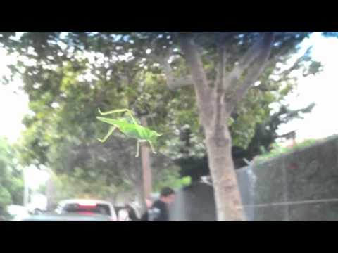 Grasshopper thingy!