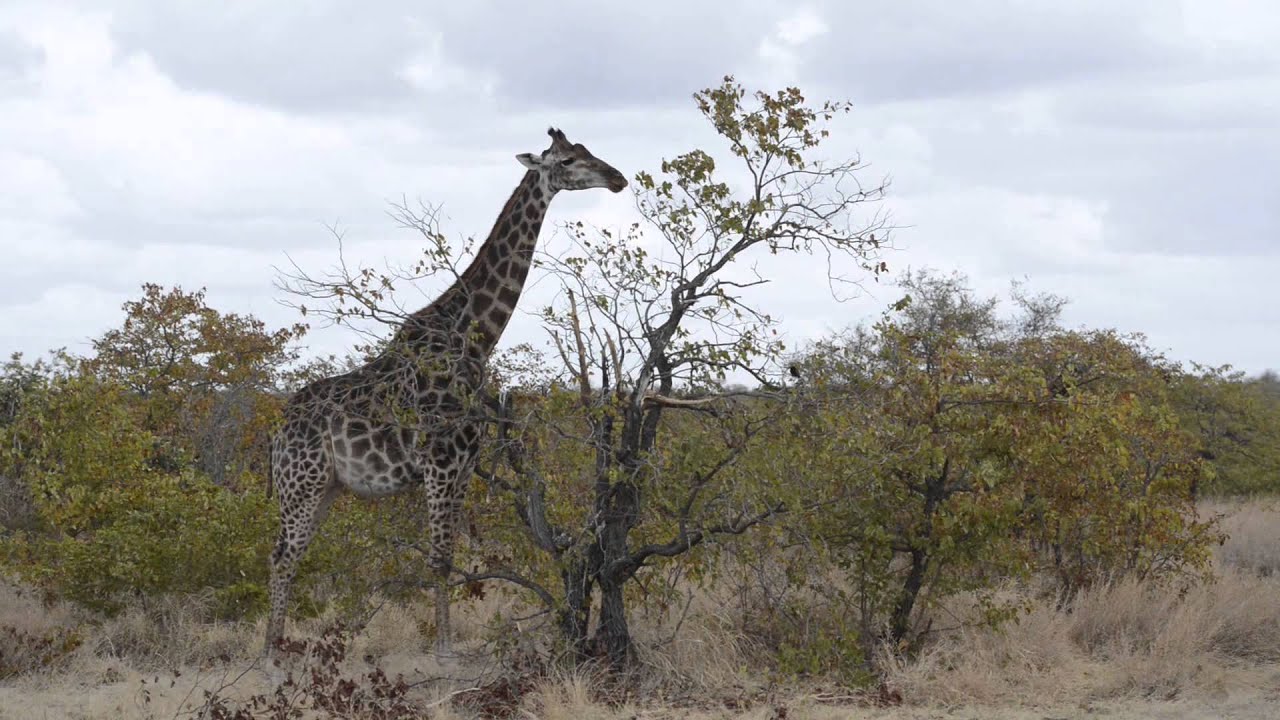 the best animal ever YouTube