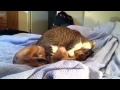 Cat and Dog make love