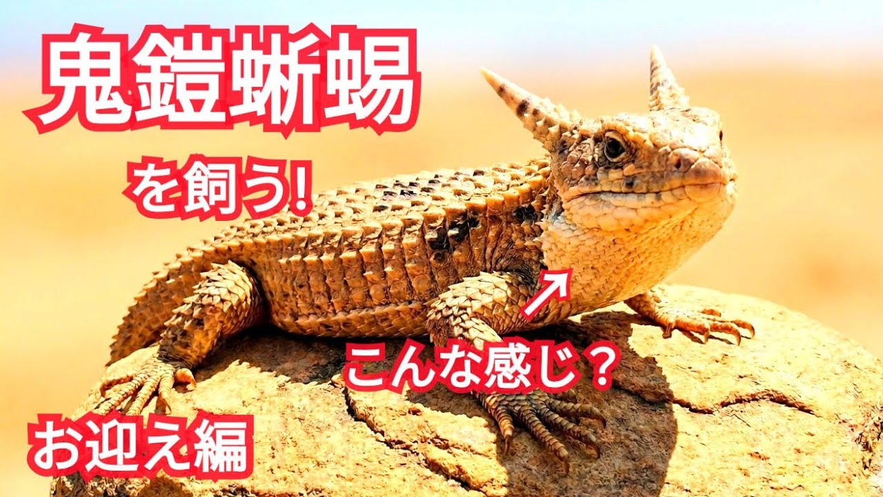 Raising a Demon-Armored Lizard: The Bringing It Home - YouTube