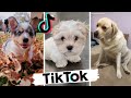 TikToks that make you go AAWWW ~ Funny Dogs of Tik Tok ~ Try Not to Laugh ~ Dog Squad