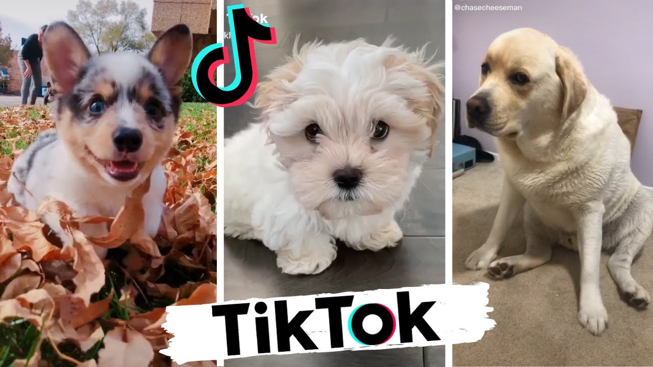 TikToks that make you go AAWWW ~ Funny Dogs of Tik Tok ~ Try Not to