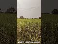 #agriculture #drone #shorts #viralshorts