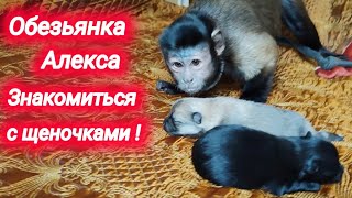 Обезьянка Алекса впервые увидела маленьких щеночков .