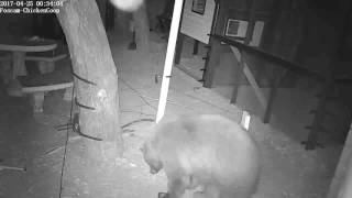 fence electric bear coop chicken