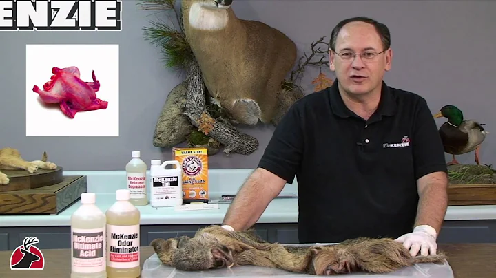 MV101 Tanning Part 1  Specimen Care and Hide Preparation HD