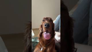 Good morning. My name Elsa. I’m Irish Setter #irishsetter #dogs