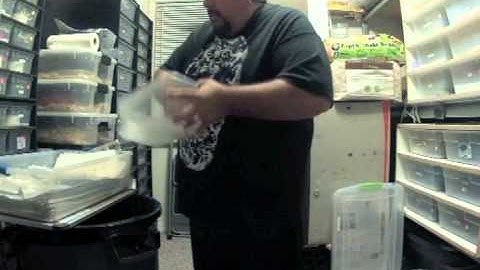 Cleaning 16 baby ball pythons